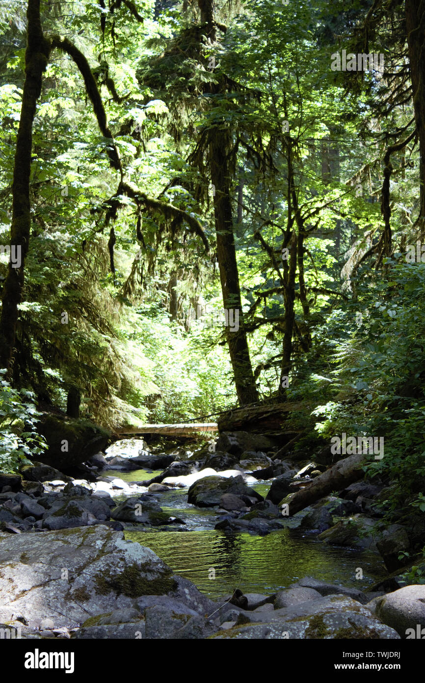 Licht durch die Bäume entlang McDowell Creek erzeugen eine ruhige Lage in die Oregon Holz. Stockfoto