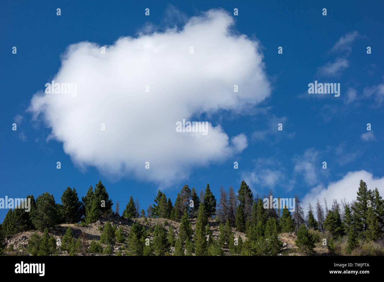 Weiße Wolke über Beaverhead-Deerlodge National Forest in der Nähe von Helena Stockfoto