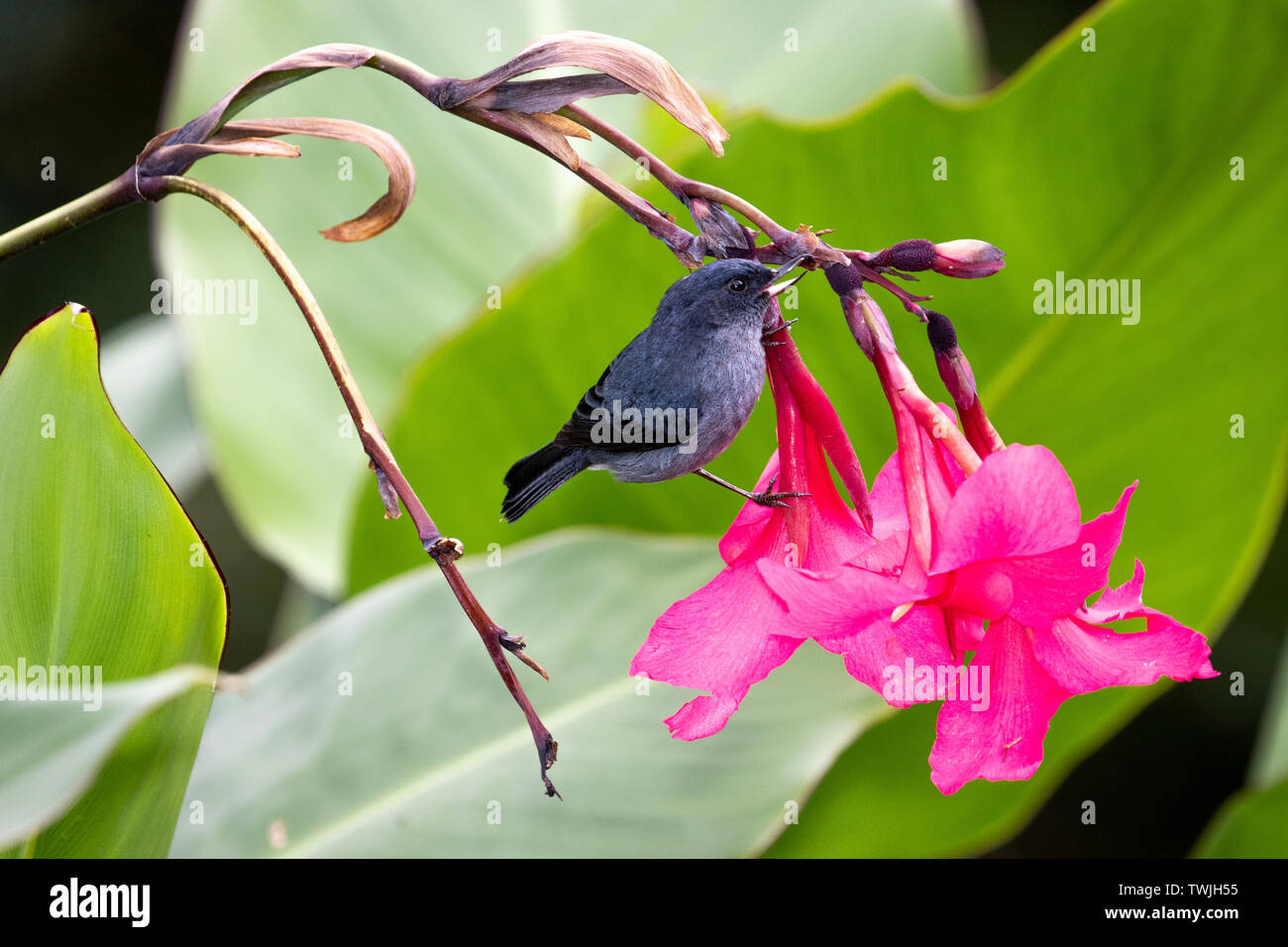 Ein Slaty Flowerpiercer, endemisch in Costa Rica und Panama, grünfutter zwischen den Blumen im Nebelwald von San Gerardo de Dota, Costa Rica. Stockfoto