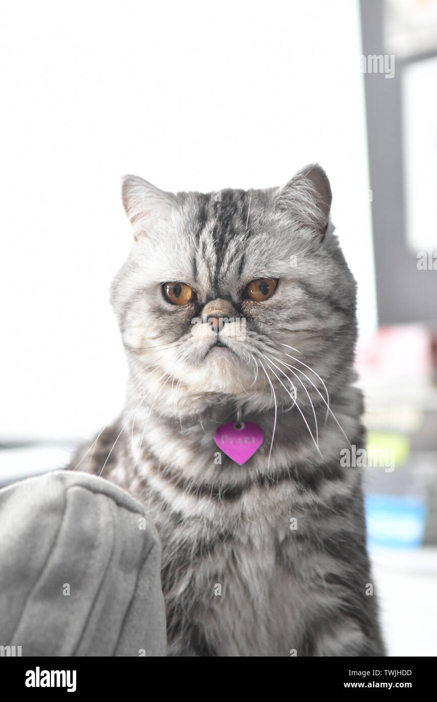 Nahaufnahme Der Eine Graue Farbe Persischen Exotische Kurze Haare Katze Stockfotografie Alamy