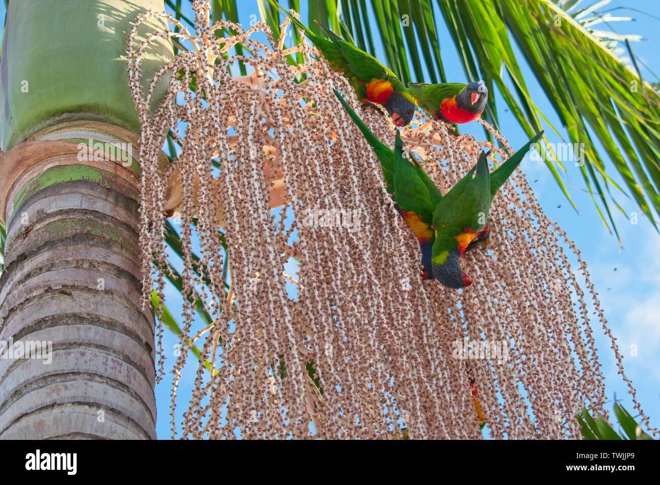 Rainbow Fledermauspapageien Fütterung auf Palmen Samen Stockfoto