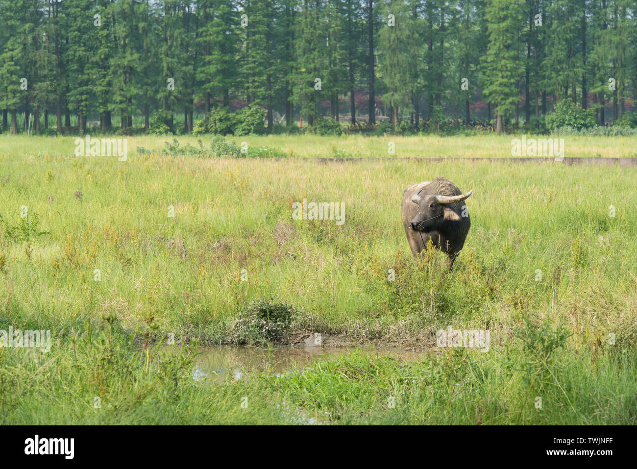 Eine Freilandhaltung Büffel im Gras. Stockfoto