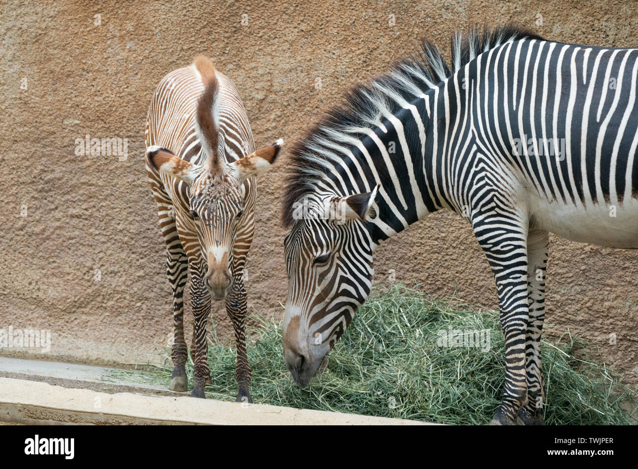 Los Angeles, USA. Juni, 2019 20. Ein männliches Baby Zebra (L) begleitet von seiner Mutter sein Debüt auf der Los Angeles Zoo in Los Angeles, USA, 20. Juni 2019. Credit: Qian Weizhong/Xinhua/Alamy leben Nachrichten Stockfoto