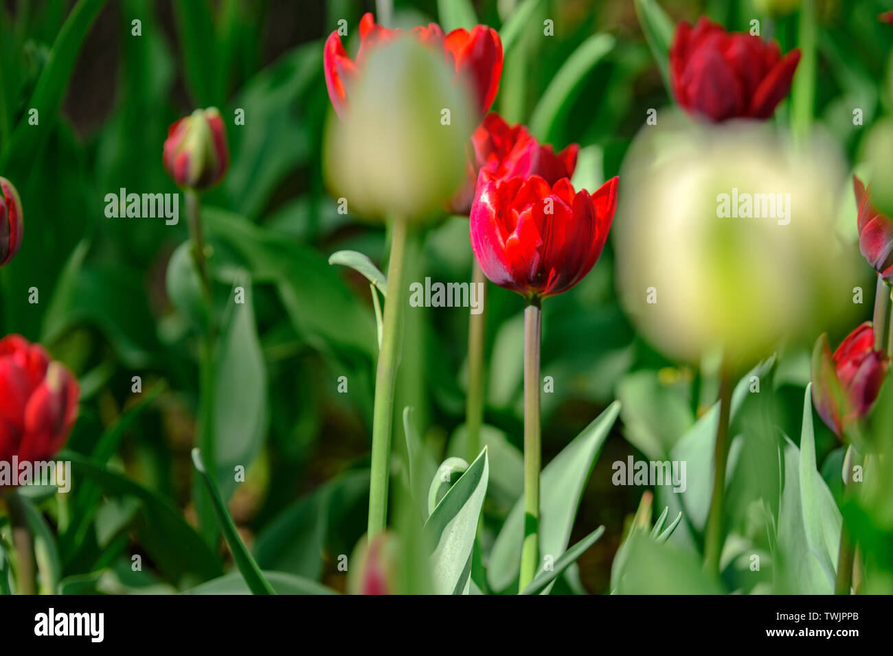 Schön und bunt leuchtend rote Tulpen auf dunkelgrünem Hintergrund. Große Nahaufnahmen von Tulip Festival. Stockfoto