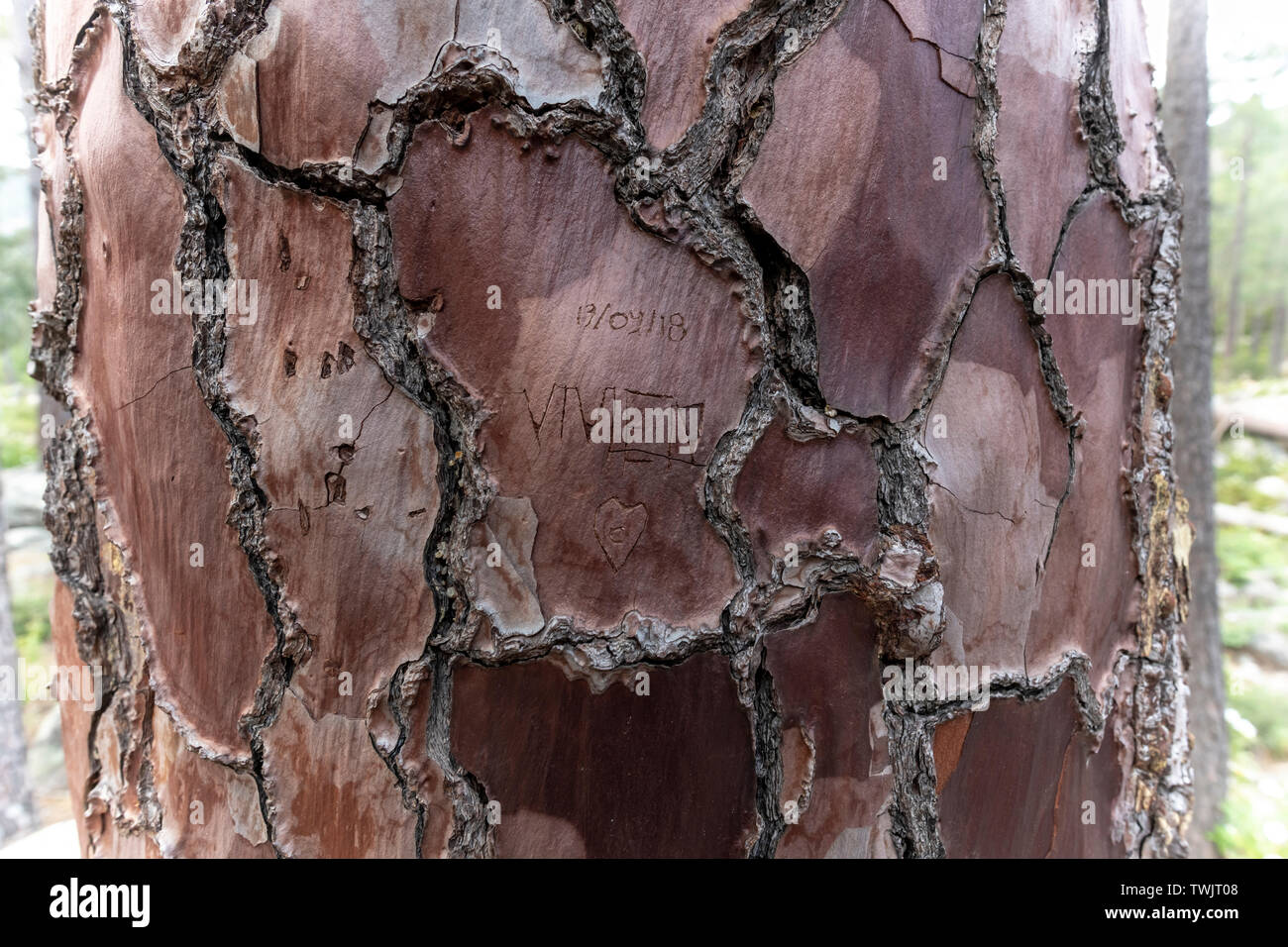 Namen mit Liebe Herz geschnitzt auf einer Rinde von Pine Tree Trunk, Korsika, Frankreich Stockfoto