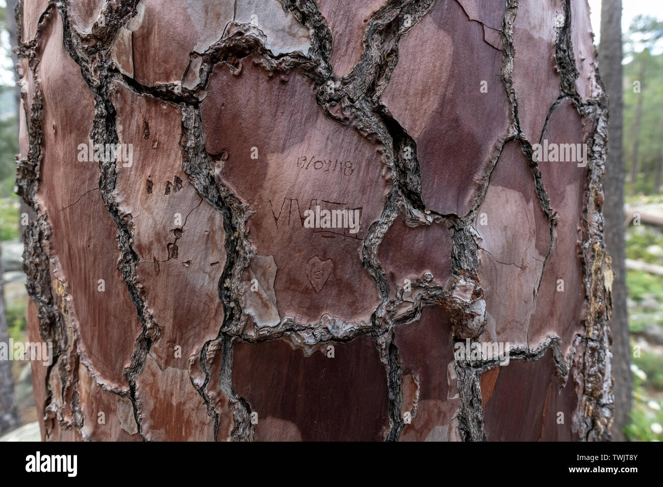 Namen mit Liebe Herz geschnitzt auf einer Rinde von Pine Tree Trunk, Korsika, Frankreich Stockfoto