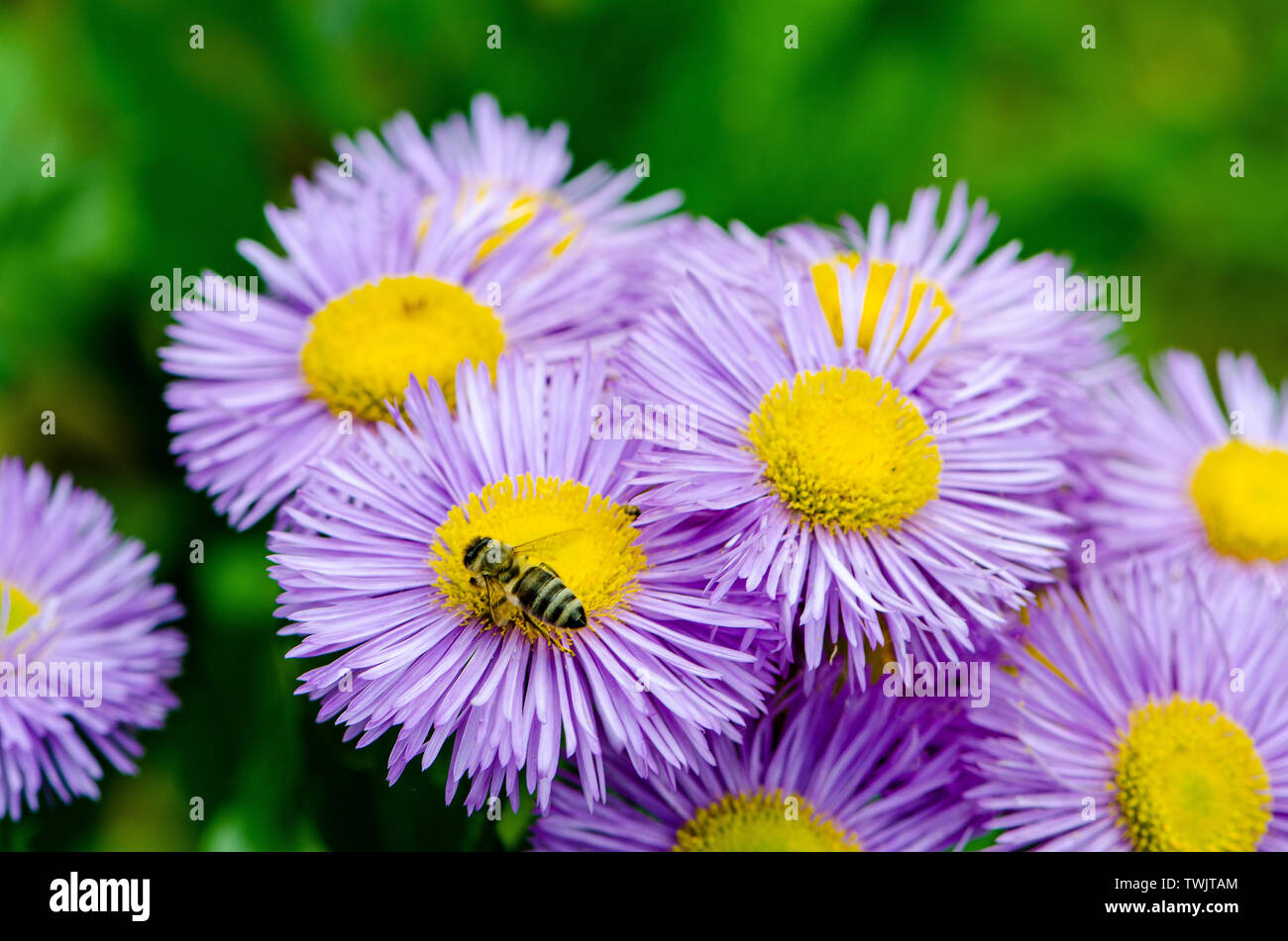 Biene auf lila Blüten. Bestäubung Prozess Stockfoto