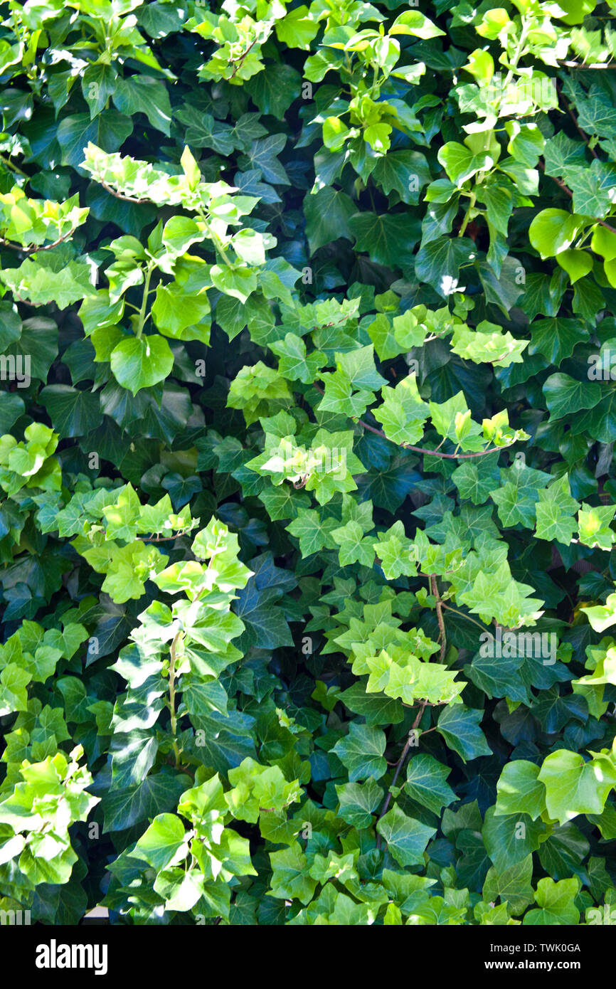 Grüner Sommer Blätter Muster Hintergrund. Natürliche Hintergrund und Tapeten. Sonnigen Tag. Stockfoto