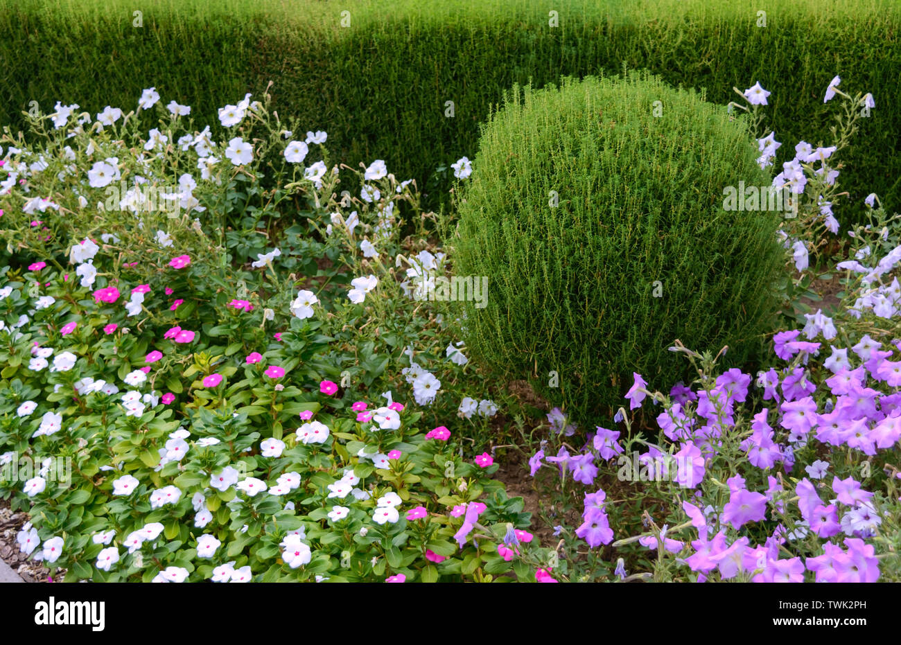 Schönes Design der Hof. Blühende Blumenbeete und Hecken. Blumen und Ziergehölze im Garten. Stockfoto