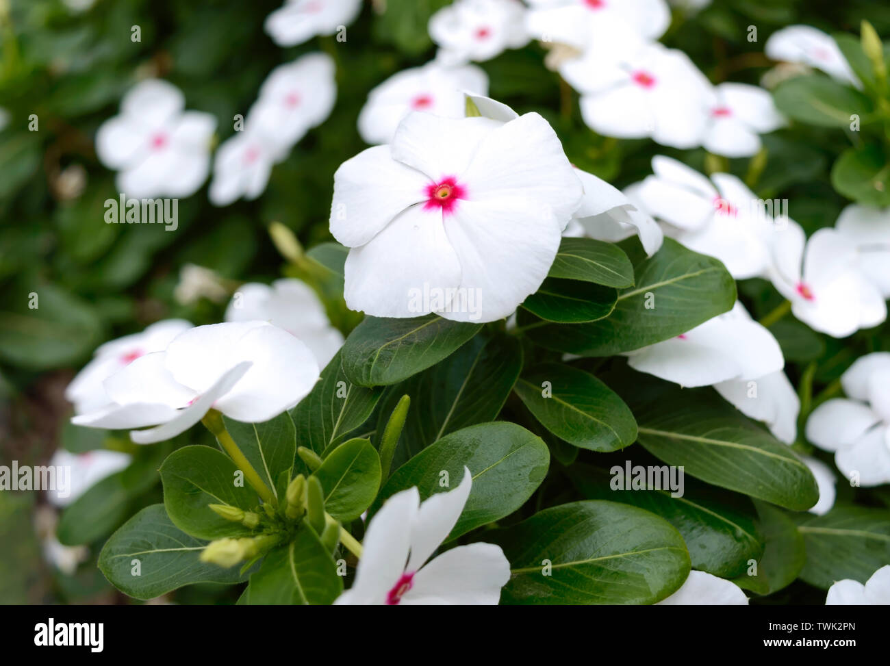Weiße Blumen Immergrün im Garten. Schönen Blumenbeeten mit blühenden Sträucher. Stockfoto