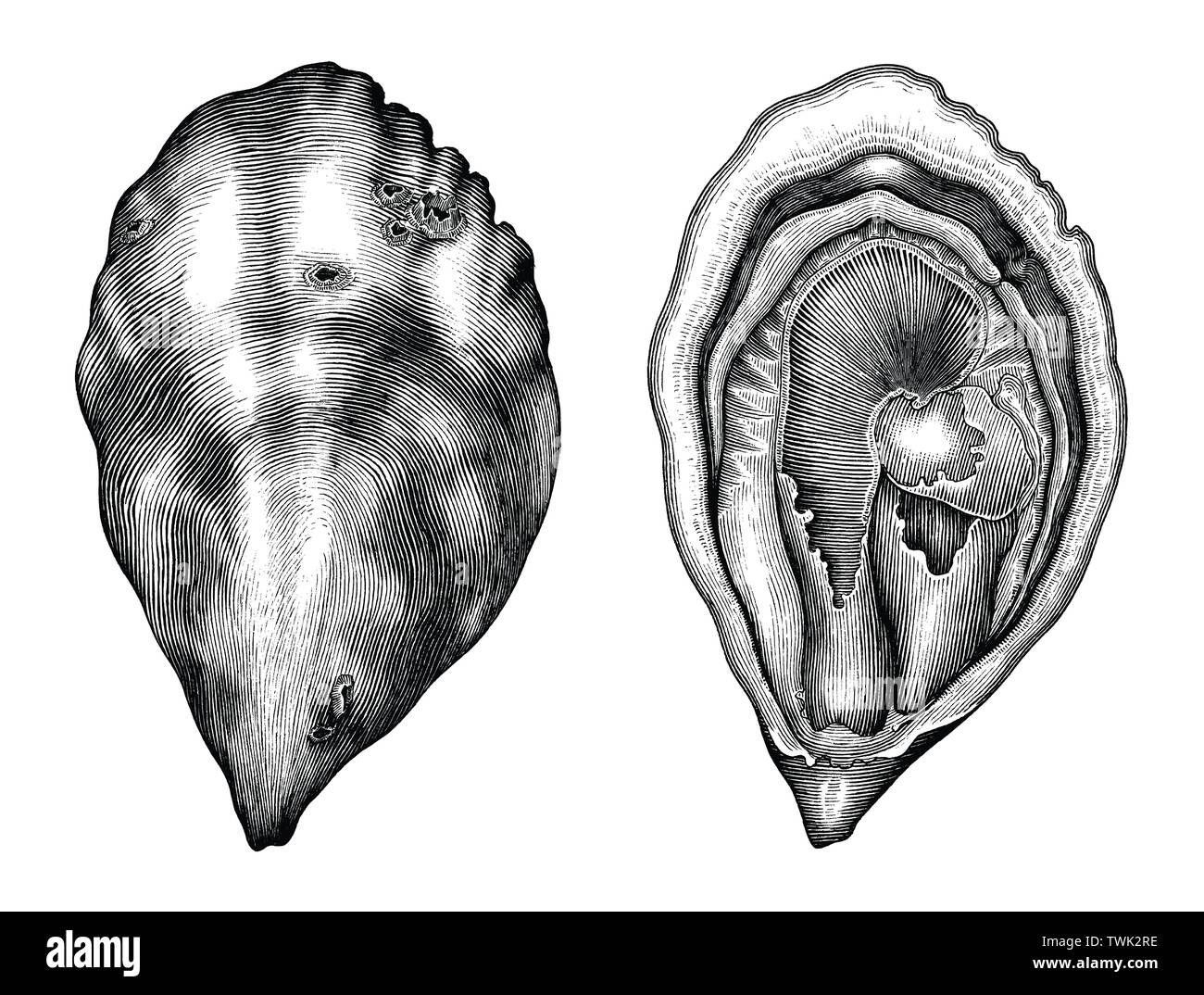 Antike Gravur Abbildung: Oyster Schwarz und Weiß Clipart auf weißem Hintergrund Stock Vektor