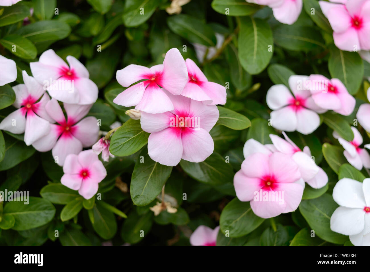 Rosa Blumen Immergrün im Garten. Schönen Blumenbeeten mit blühenden Sträucher. Stockfoto
