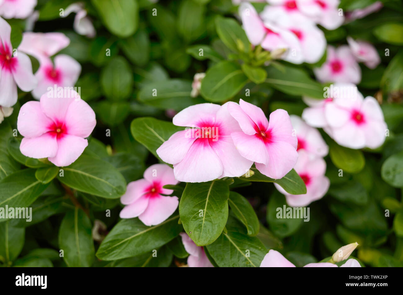 Rosa Blumen Immergrün im Garten. Schönen Blumenbeeten mit blühenden Sträucher. Stockfoto