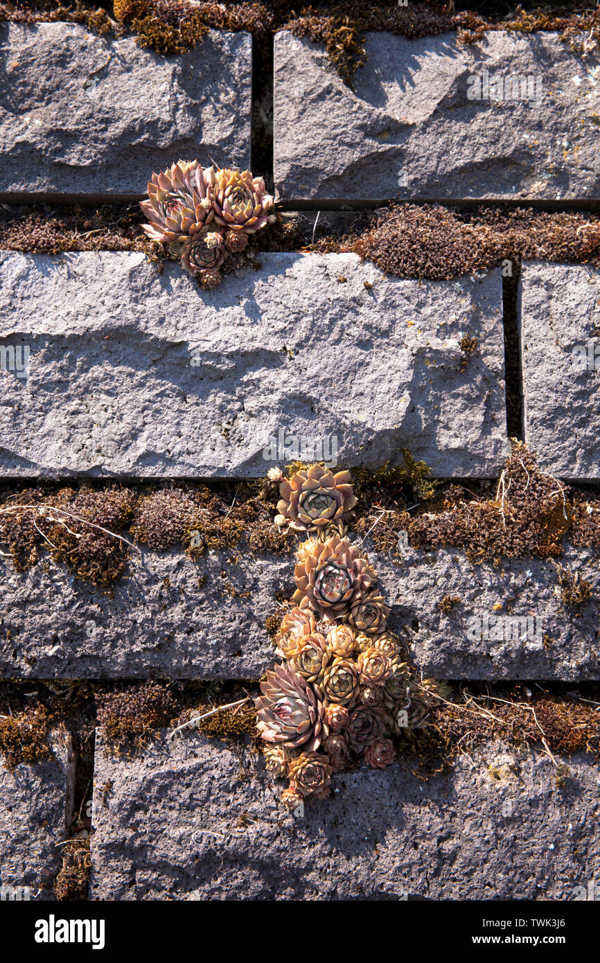 Hauswurz (Sempervivum tectorum) auf den Basalt Fassade der Flut Pumpstation am Rhein in Koeln-Niehl, die Vegetation der Wand mit Stockfoto