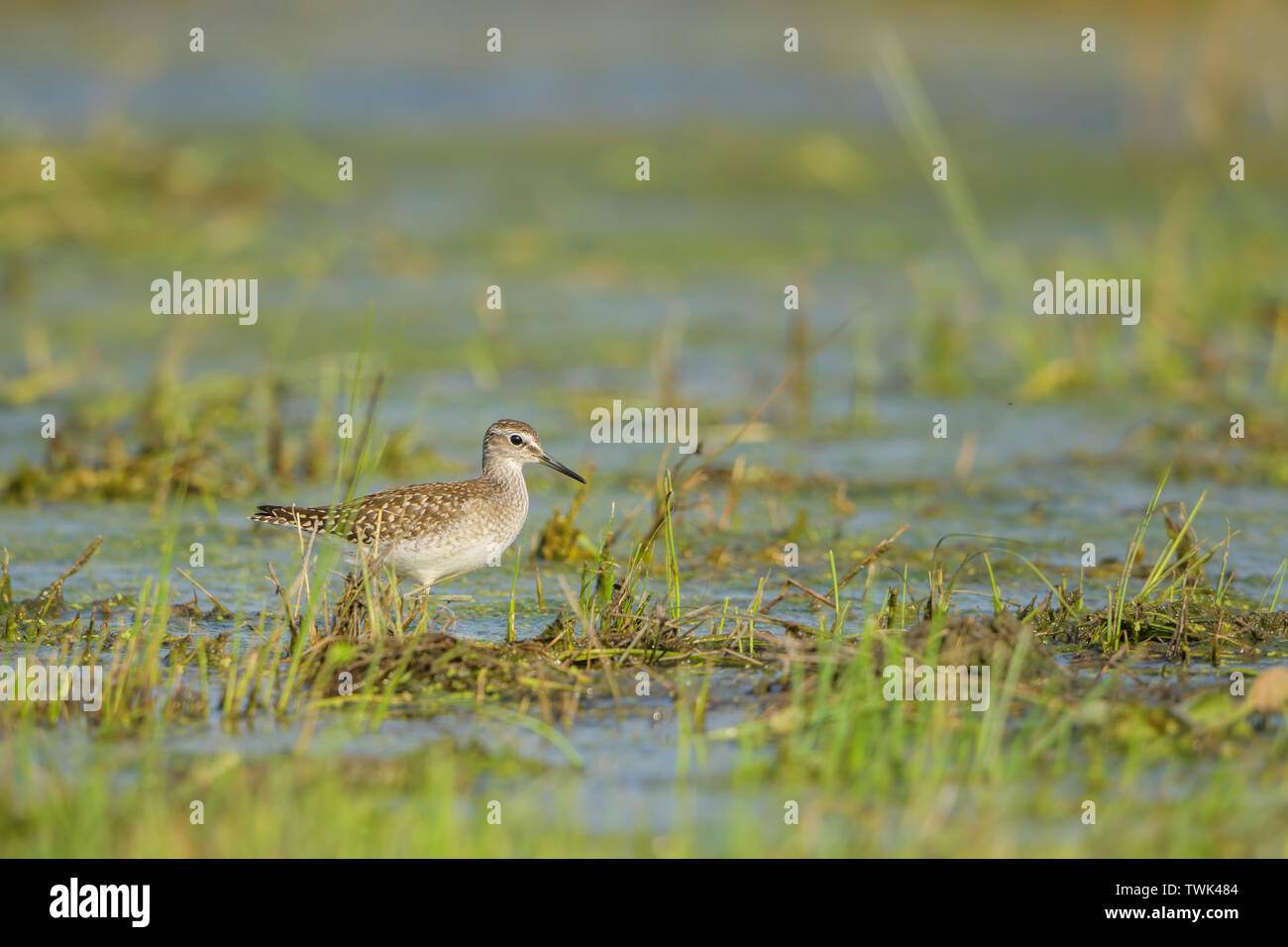 Bruchwasserläufer - Tringa glareola, kleine schüchterne Wader aus europäischen Feuchtgebiete und Felder, Hortobagy National Park, Ungarn. Stockfoto