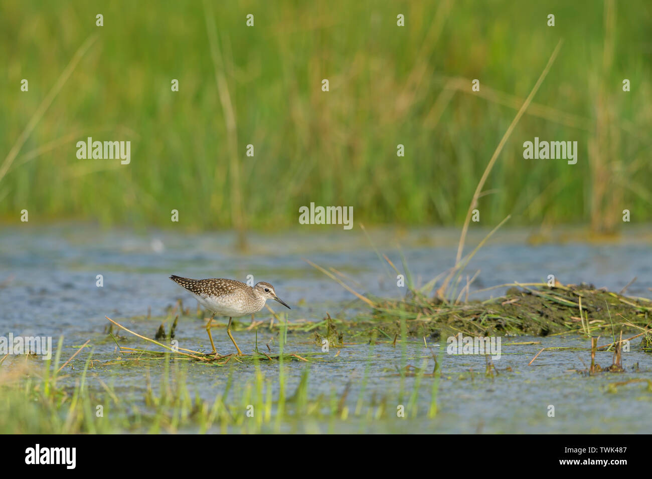 Bruchwasserläufer - Tringa glareola, kleine schüchterne Wader aus europäischen Feuchtgebiete und Felder, Hortobagy National Park, Ungarn. Stockfoto