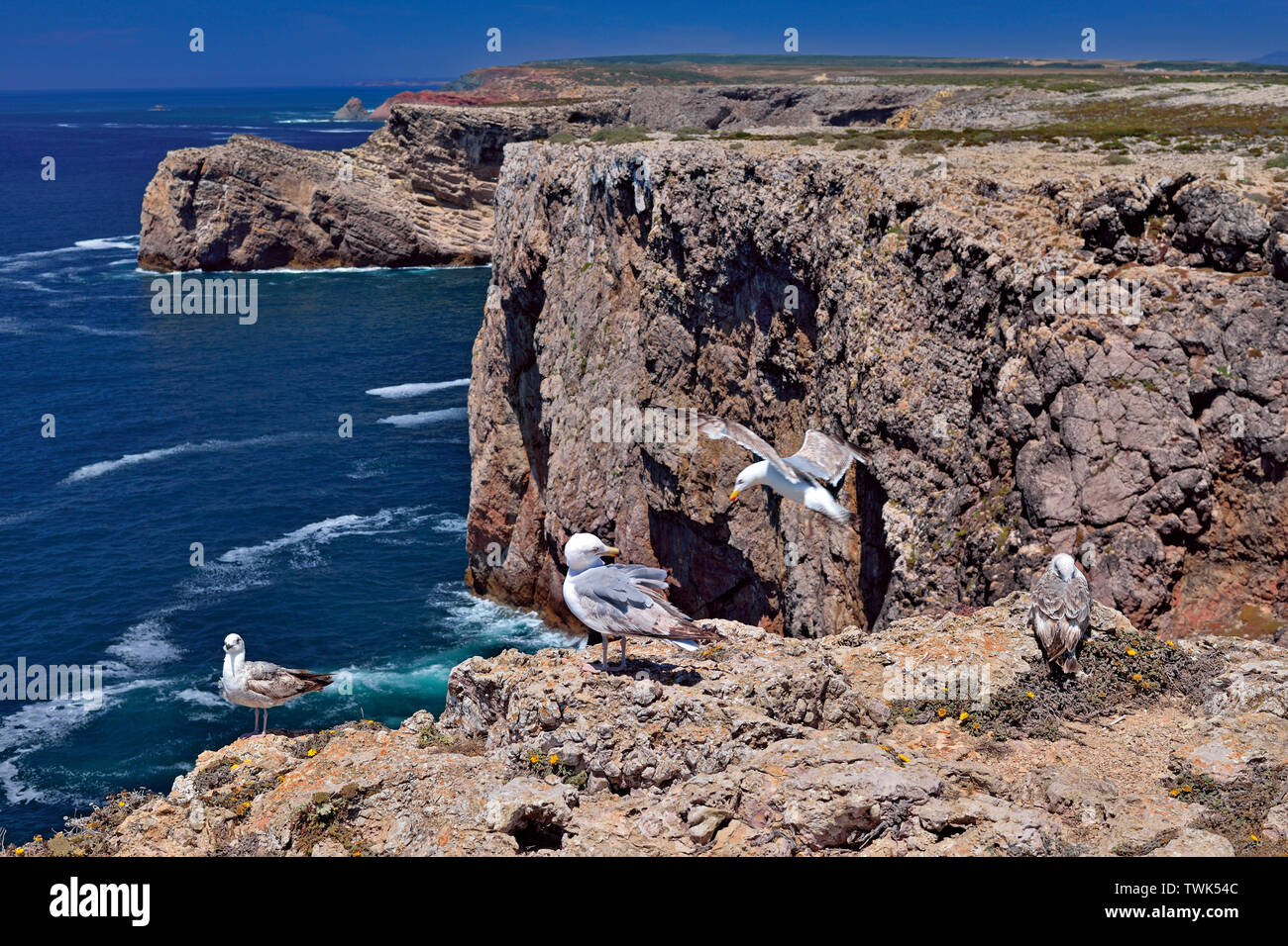 Blick auf die felsige Küste mit 4 Möwen (Larus michahellis) sitzen auf den Klippen Stockfoto