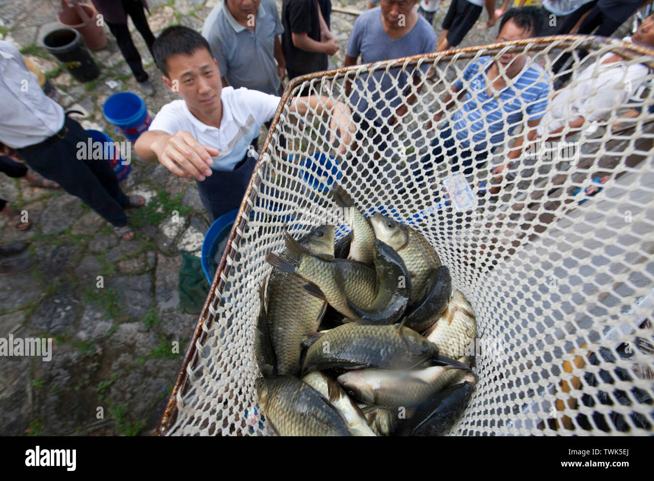Bijie Chinas Provinz Guizhou. Juni, 2019 21. Dorfbewohner erhalten Fische in Jiefang Dorf Hongshui Stadt im Kreis Qianxi Bijie Stadt, im Südwesten Chinas Provinz Guizhou, 21. Juni 2019. Qianxi County geführte Landwirte Fisch, Frosch und Garnelen im Reisfeld zu heben die Qualität von Reis zu verbessern und die Einkommen der Landwirte zu erhöhen. Credit: Shi Kaixin/Xinhua/Alamy leben Nachrichten Stockfoto