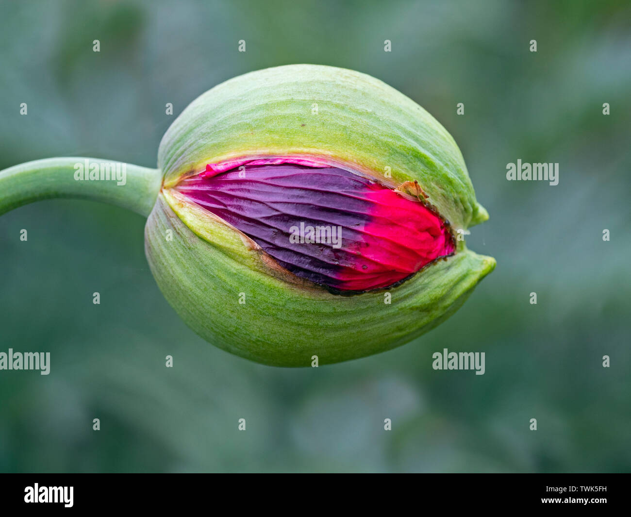 Papaver somniferum Schlafmohn Knospe öffnen Norfolk garten Juni Stockfoto