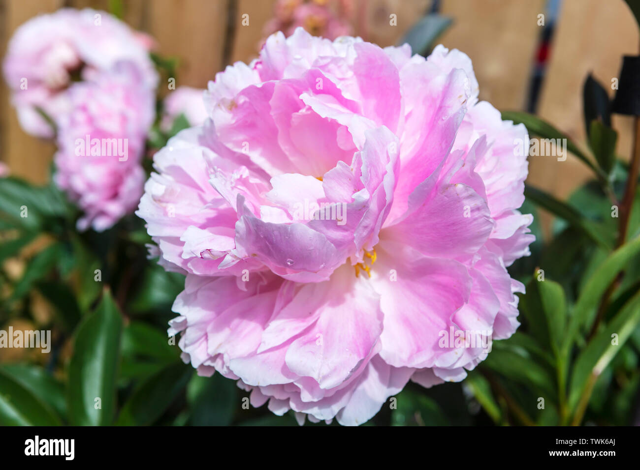 Großer Kopf, der vollständig geöffneten rosa Pfingstrose in einem Garten. Stockfoto