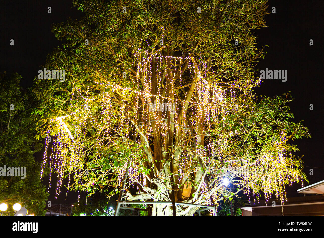 Dekorative outdoor string Lichter am Baum im Garten bei Nacht feste Zeit  Jahreszeit - dekorative Weihnachtsbeleuchtung - Frohes neues Jahr  Stockfotografie - Alamy