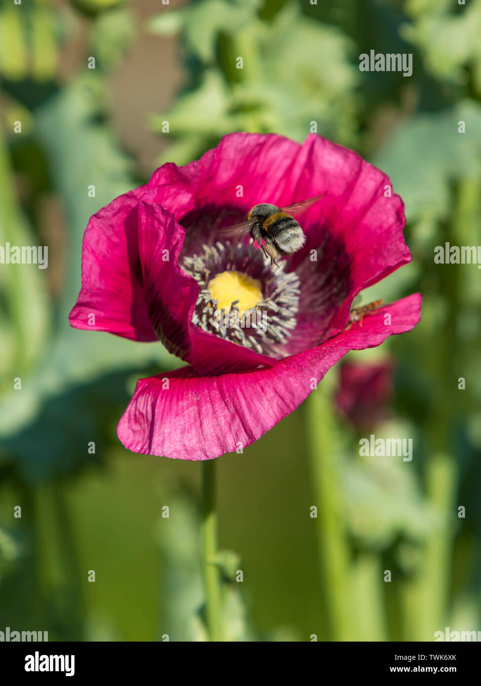 Bumble Bee Annäherung an eine lila Blüte Mohn (Papaver somniferum) Stockfoto