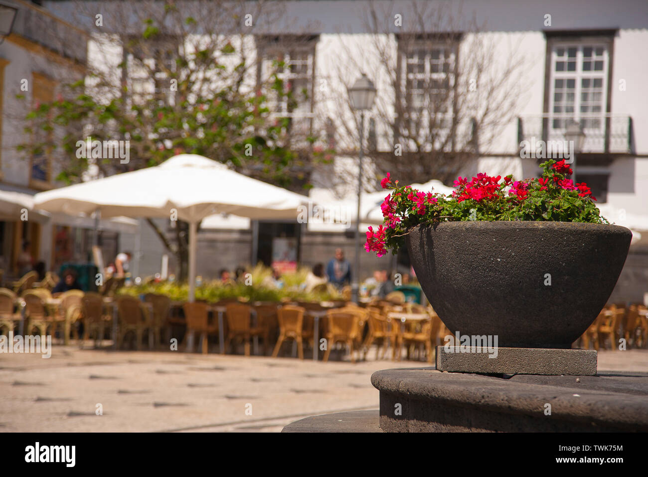 Friedliche plazza in der Stadt Ponta Delgada, Sao Miguel, Azoren, Portugal. Schwerpunkt liegt auf den Blumentopf. Stockfoto