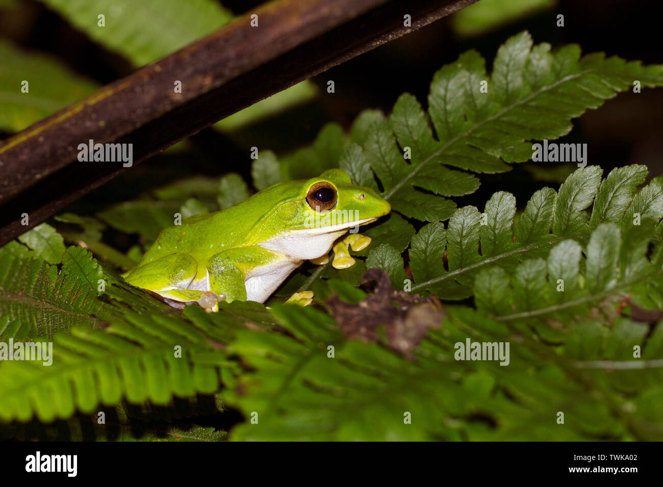 Nepal fliegen Frosch, Rhacophorus maximus, Namdapha Tiger Reserve, Arunachal Pradesh, Indien. Stockfoto