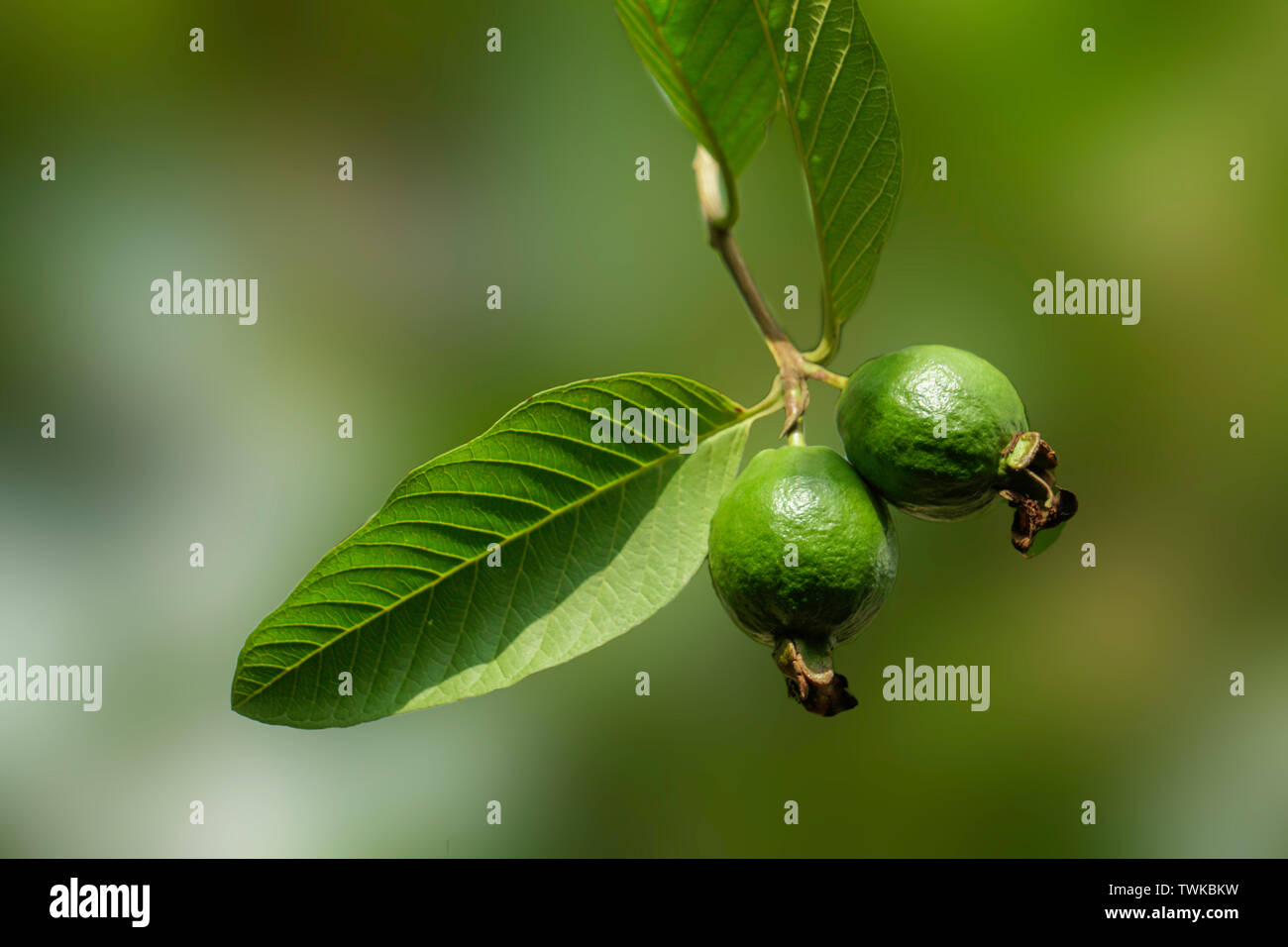 Guave Pflanzen Blur Hintergrund Stockfoto