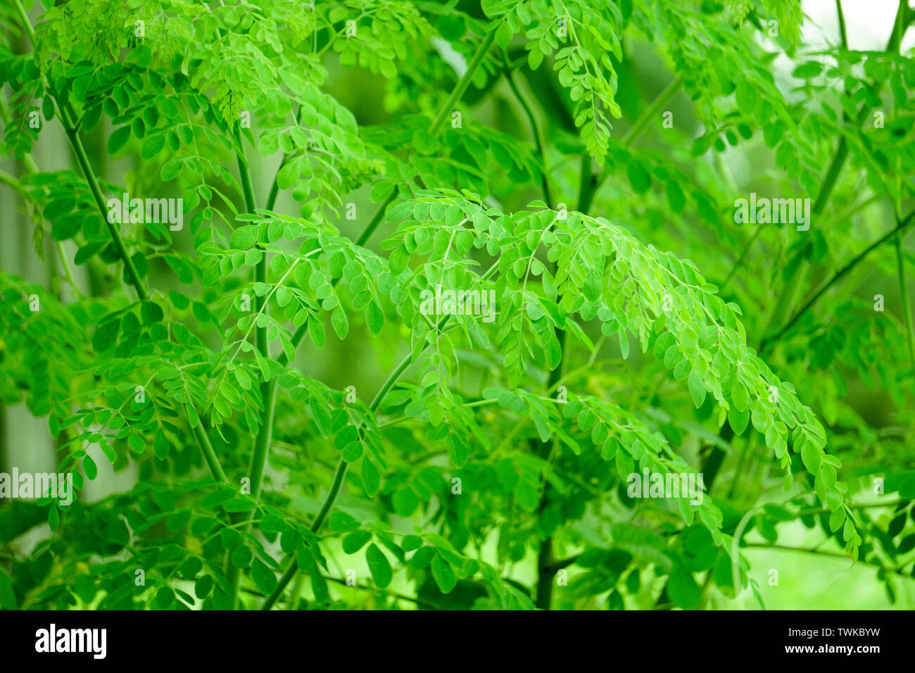 Natürliche Moringa Blätter grün Hintergrund Stockfoto