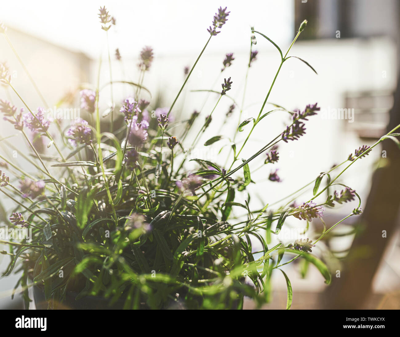 Close-up pottet Lavendel Pflanze auf Terrasse oder Balkon in der warmen Abendsonne Stockfoto