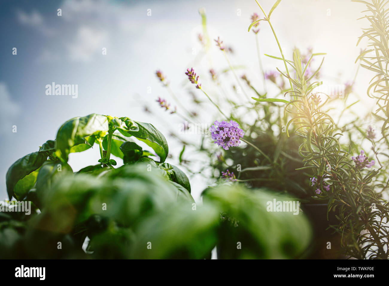 Close-up von Lavendel, Basilikum und Rosmarin Pflanzen auf Terrasse oder Balkon vor blauem Himmel Stockfoto