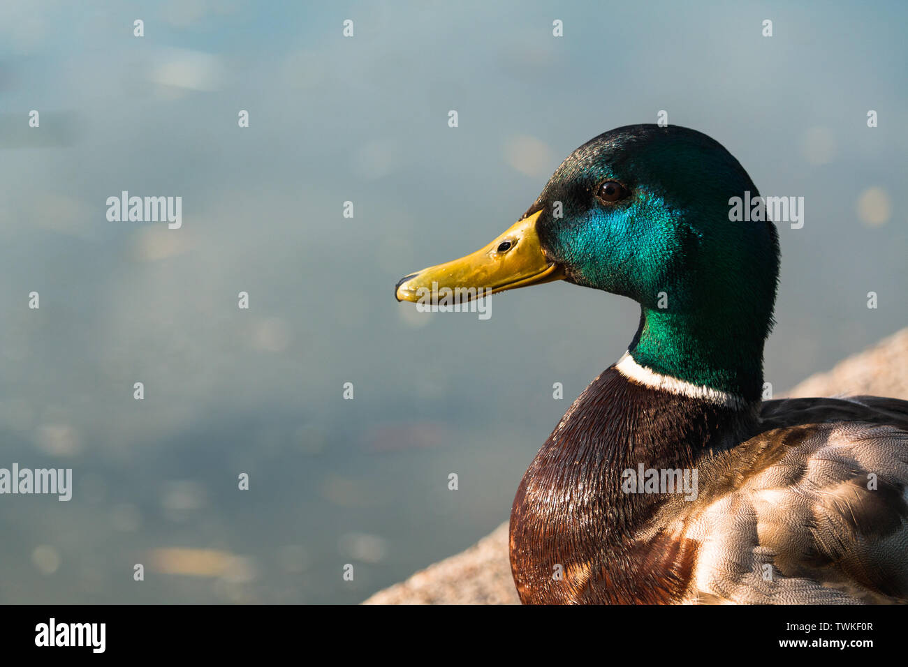 Stockente, Anas platyrhynchos, Nahaufnahme Portrait von Water's Edge. Stockfoto