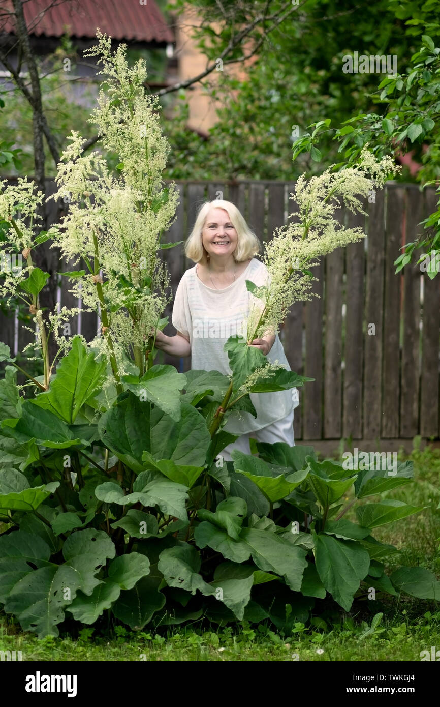 Ältere blonde Frau im Garten ernten Rhabarber Stockfoto