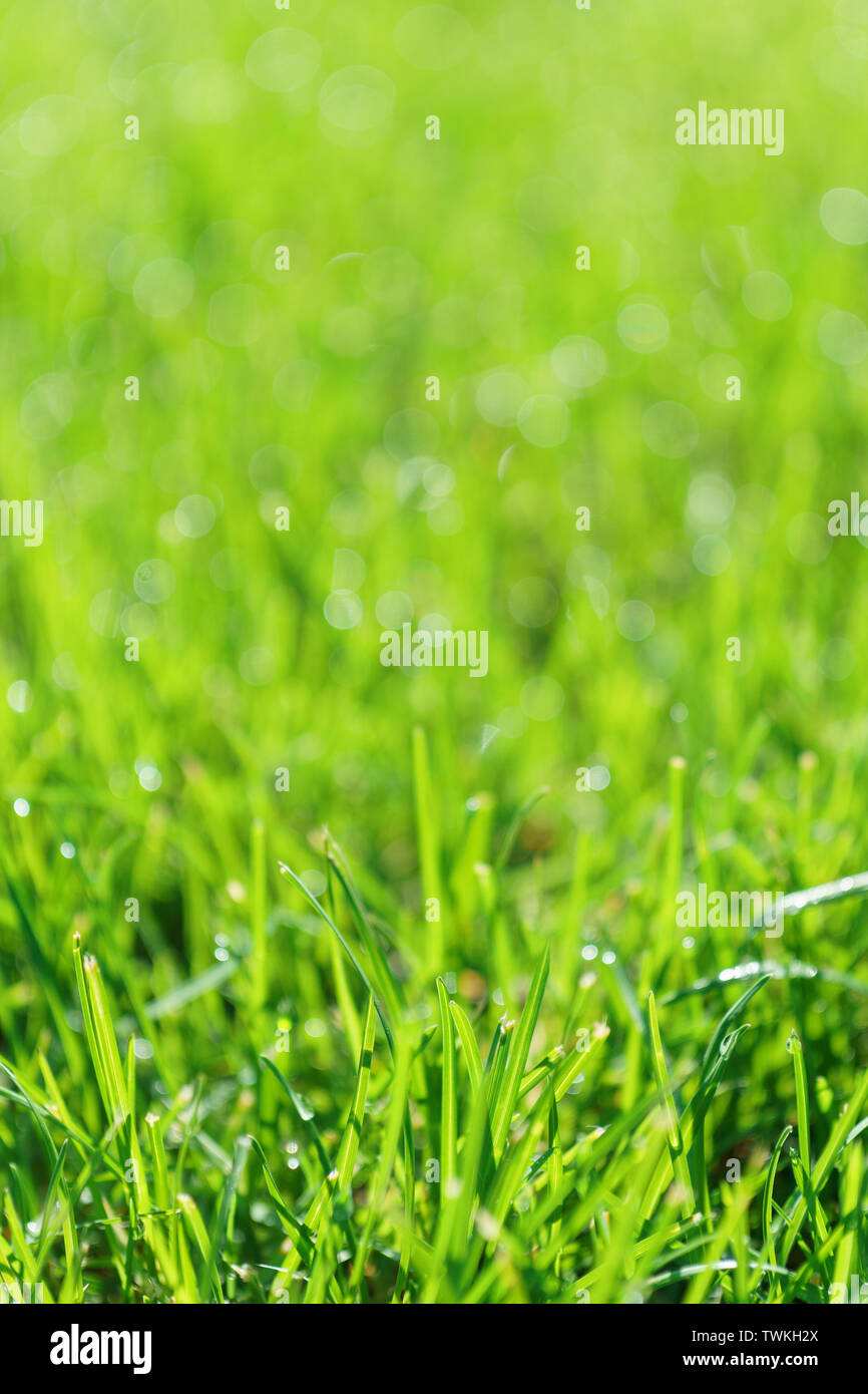 Rasen sommer Fotos und Bildmaterial in hoher Auflösung Alamy