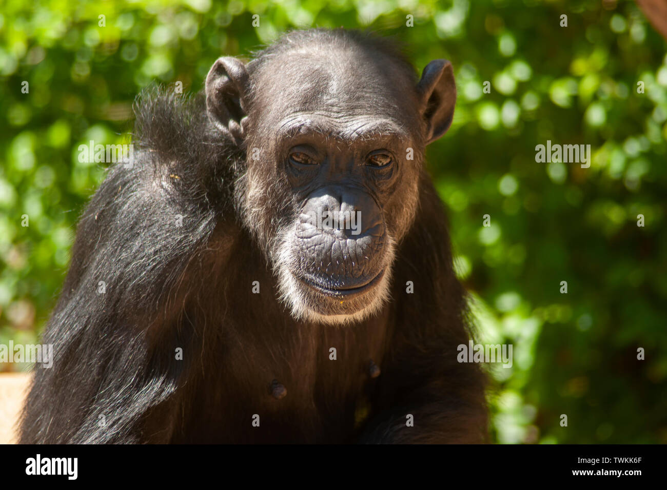 Wilde afrikanische Tiere, Schimpanse Stockfoto