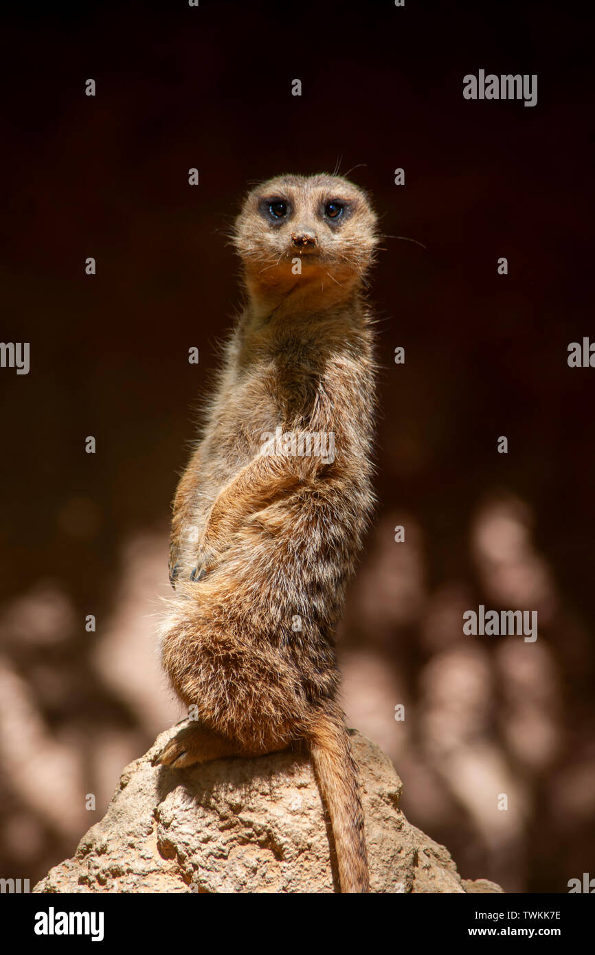 Wilde Tiere, Suricata suricatta Stockfoto