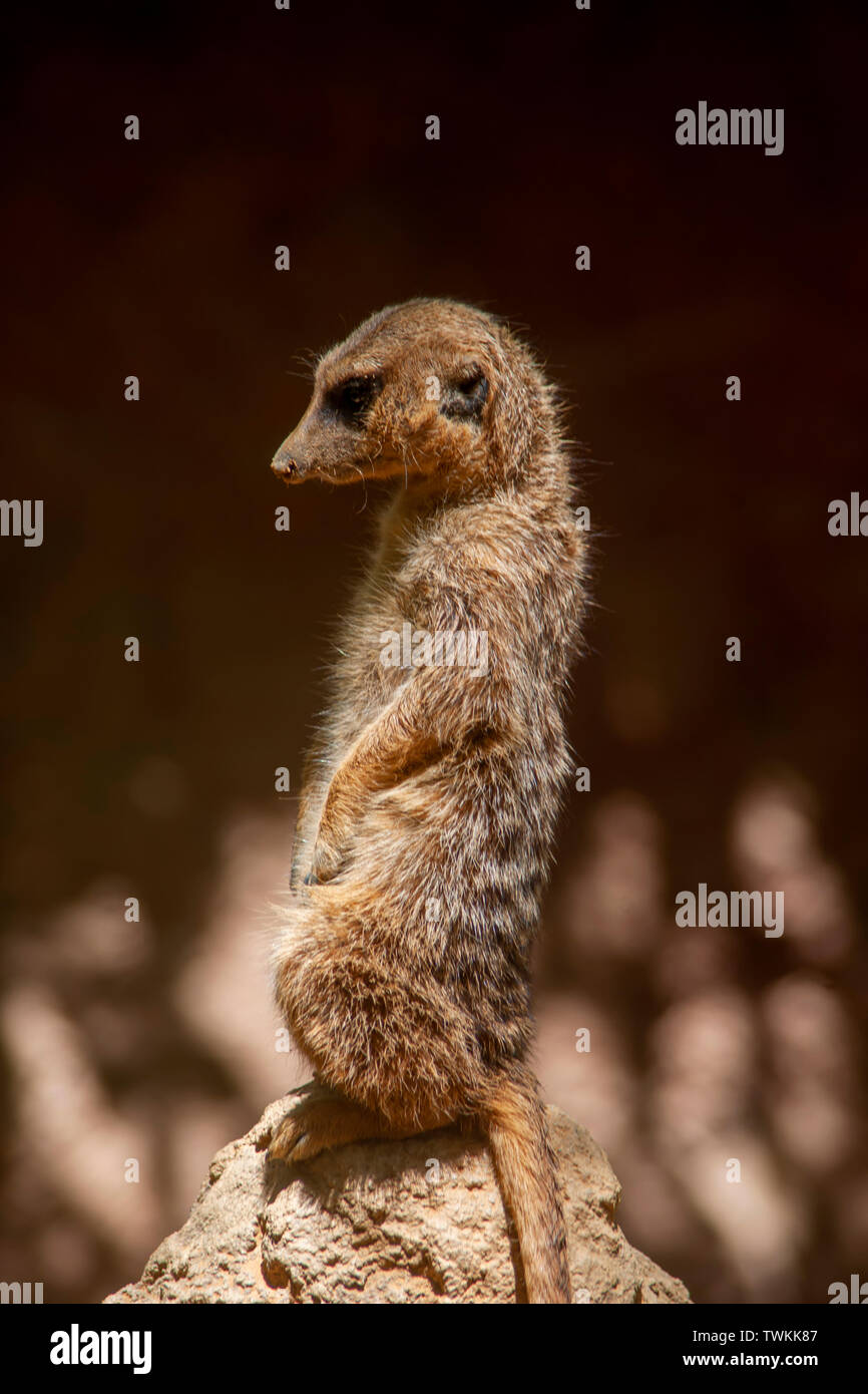 Wilde Tiere, Suricata suricatta Stockfoto