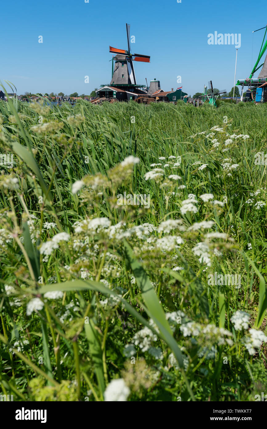 Retro Windmühle mit grünem Gras und weißen Blüten im Sommer, Wahrzeichen und Reiseziel in Zaanse Schans, Niederlande Stockfoto