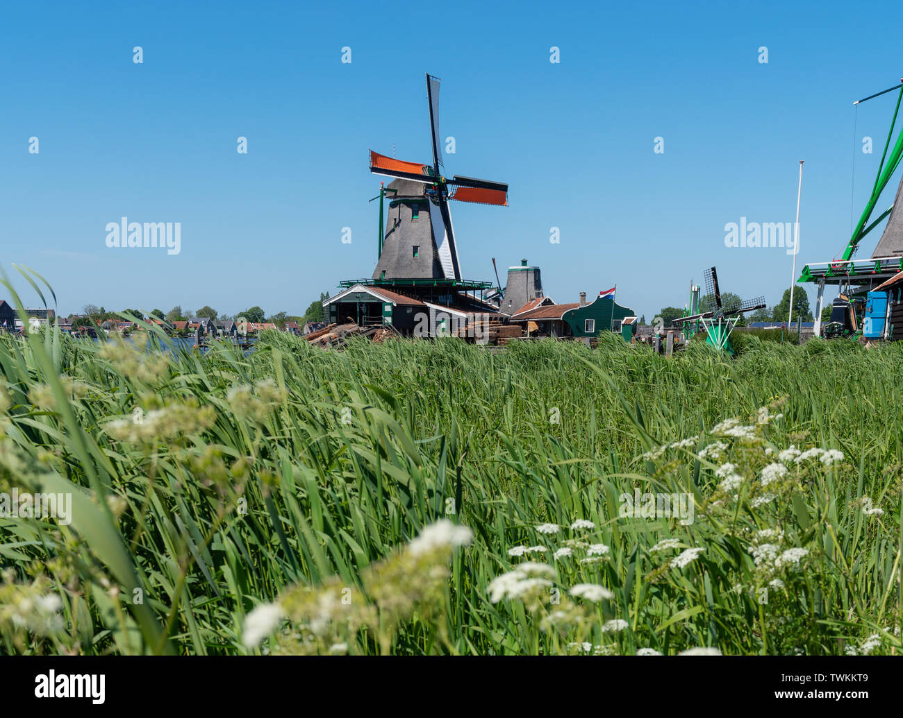 Retro Windmühle mit grünem Gras und weißen Blüten im Sommer, Wahrzeichen und Reiseziel in Zaanse Schans, Niederlande Stockfoto