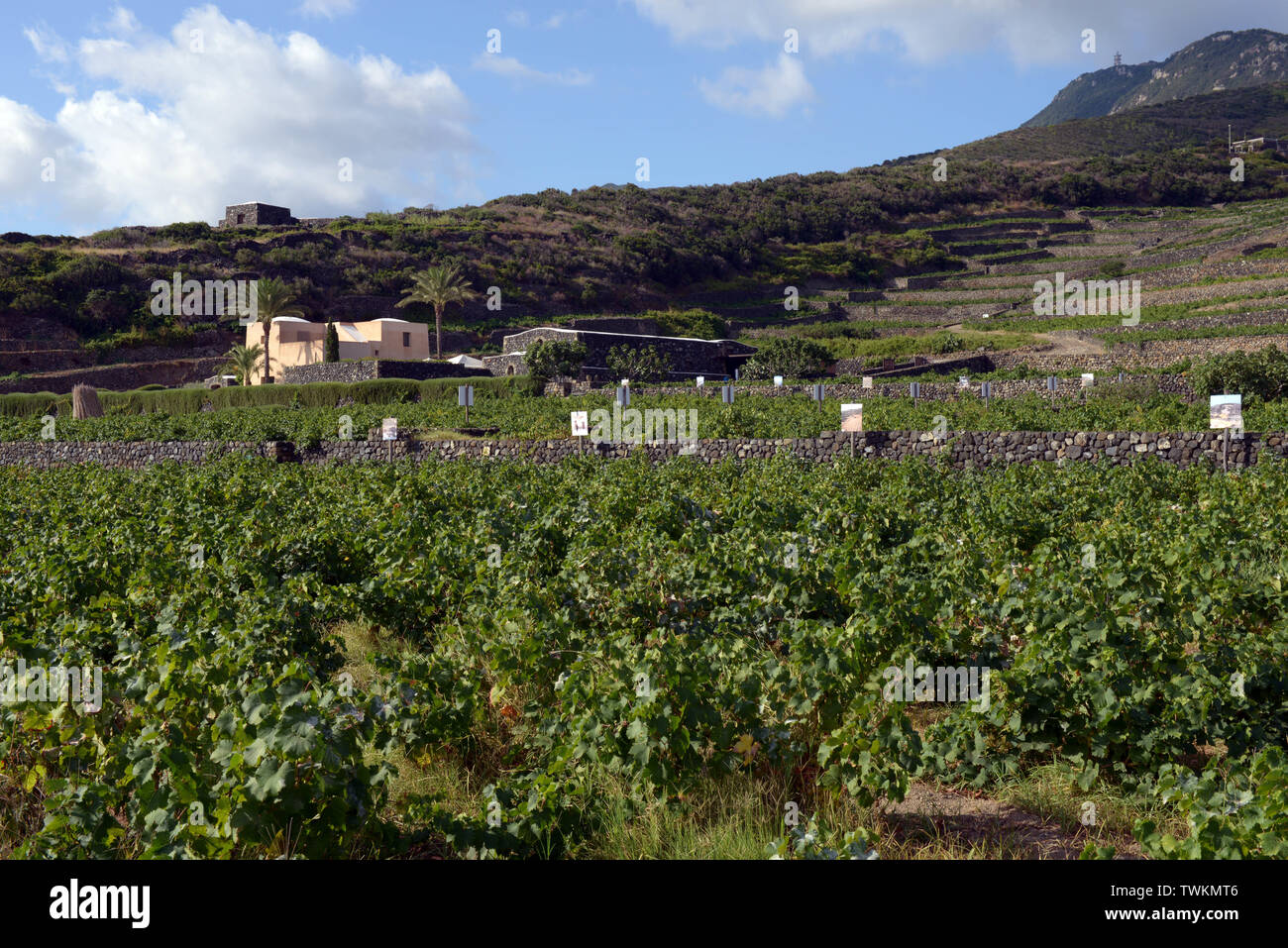 Italien, Sizilien, Insel Pantelleria, Khamma Bezirk, Donnafugata Weingut und Weinberg. Anbau von Zibibbo Trauben, die Jahrhundert-alten Weinberg und der Stockfoto