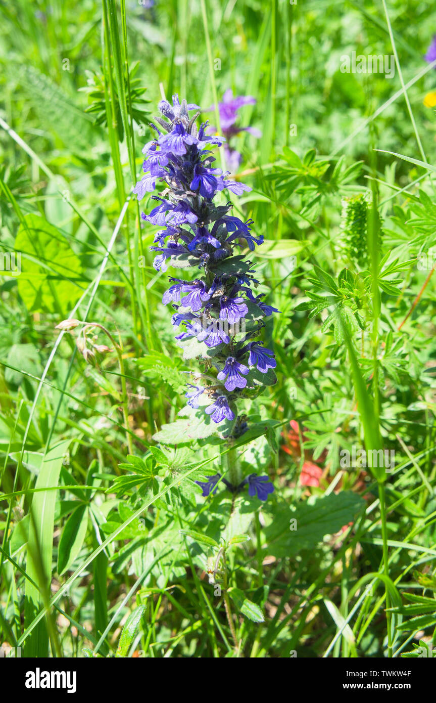 Ajuga reptans, blauer Bäuel, Buglenkraut, Bugleweed, Karpetweed, Teppich bugleweed, gemeinsame bugle im National Nature Reserve Certoryje in der White Carp Stockfoto
