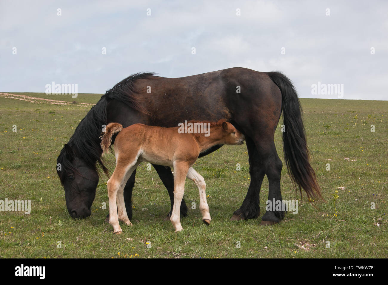 Porträt von Baby Fohlen säugenden Milch von ihrer Mutter Stockfoto
