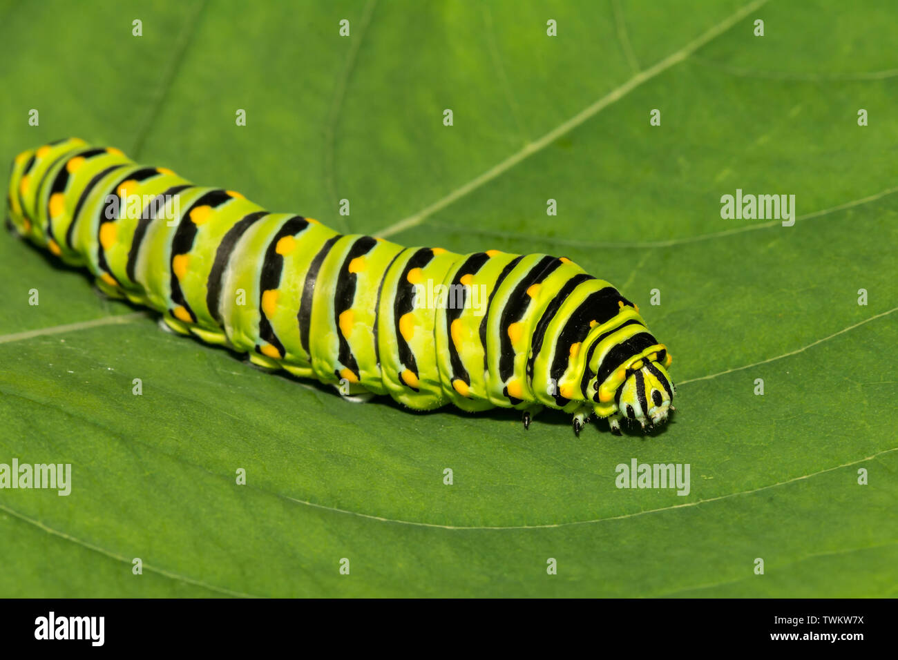 Östlichen Schwalbenschwanz (Papilio polyxenes Caterpillar) Stockfoto