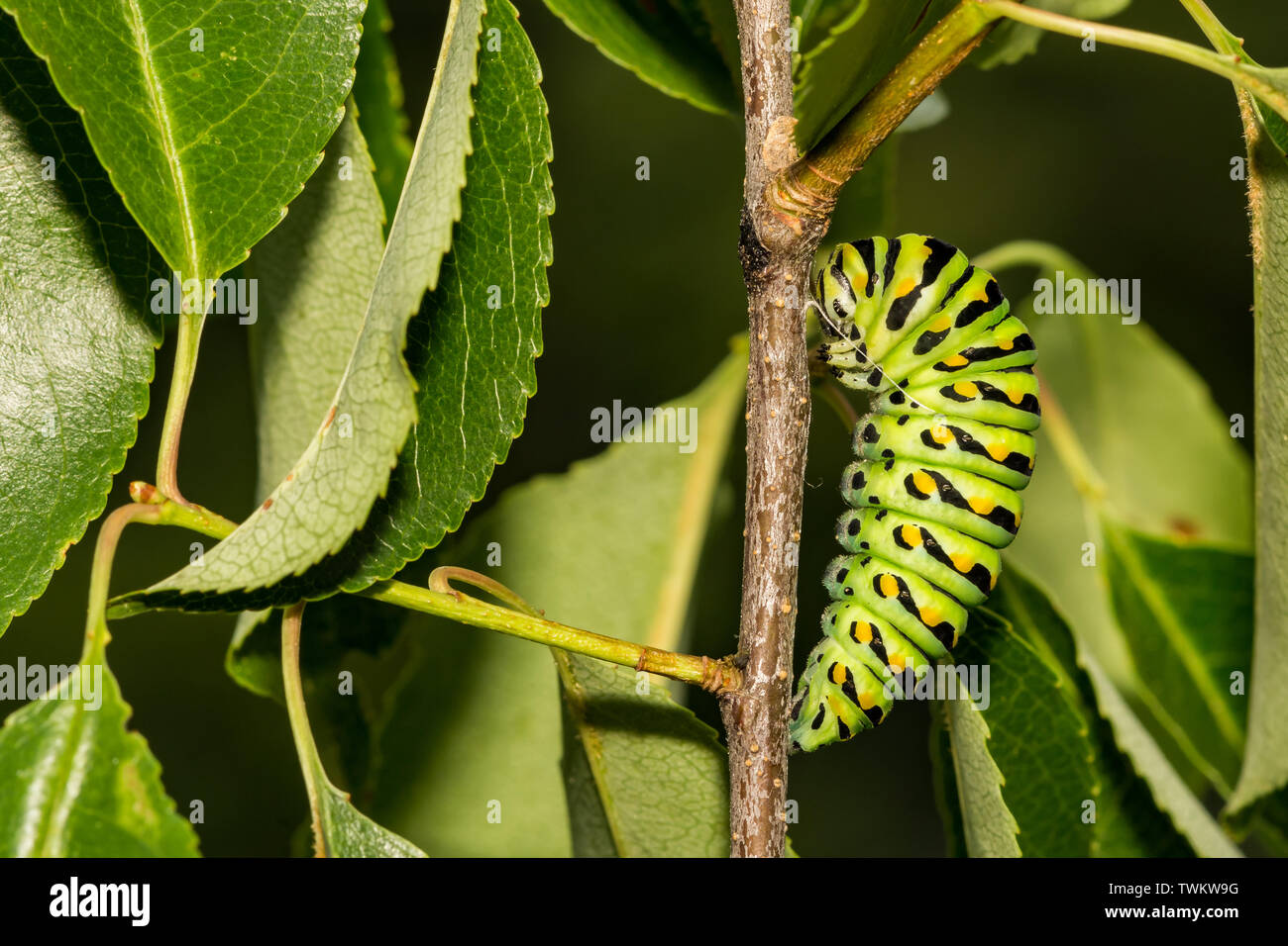 Caterpillar Pupating östlichen Schwalbenschwanz (Papilio polyxenes) Stockfoto