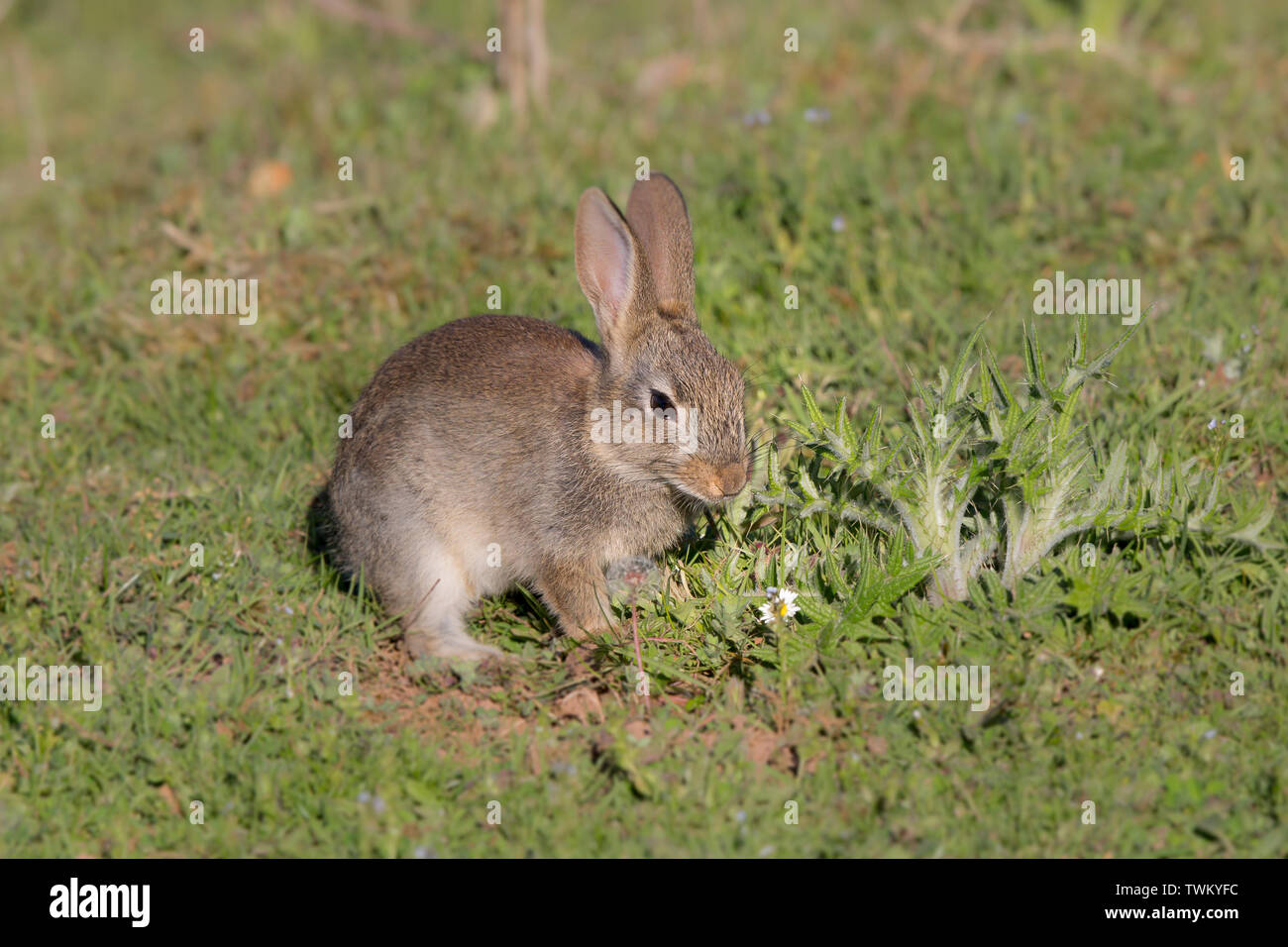 Nahaufnahme eines wilden, kleinen Kaninchens (Oryctolagus cuniculus), das draußen im ländlichen Feld Großbritanniens liegt und niedlich aussieht. Stockfoto
