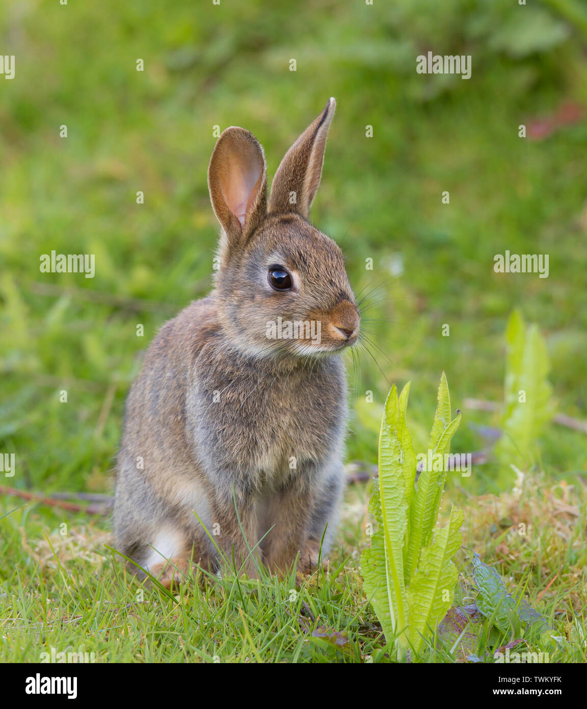 Front close up of wild UK Rabbit (Oryctolagus cuniculus) isoliert, sitzen wachsam aufrecht auf Gras im Freien im Feld. Niedliches Baby Tier, Hasenohren. Stockfoto