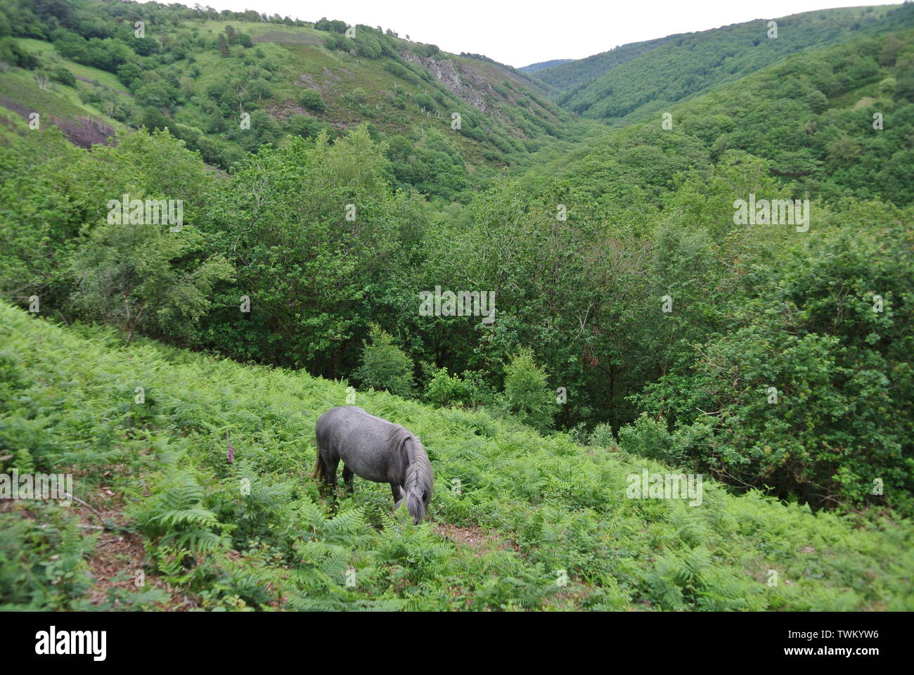 Dartmoor Pony Beweidung in Heide, Nationalpark Dartmoor, Devon, England. UK. Stockfoto