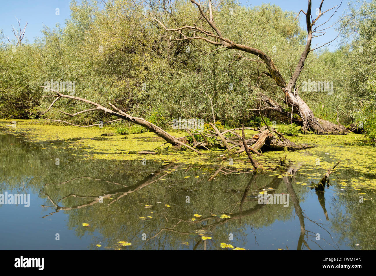 Eine typische Ansicht der Wasser und Vegetation im Donaudelta in der Nähe von Tulcea, Rumänien Stockfoto