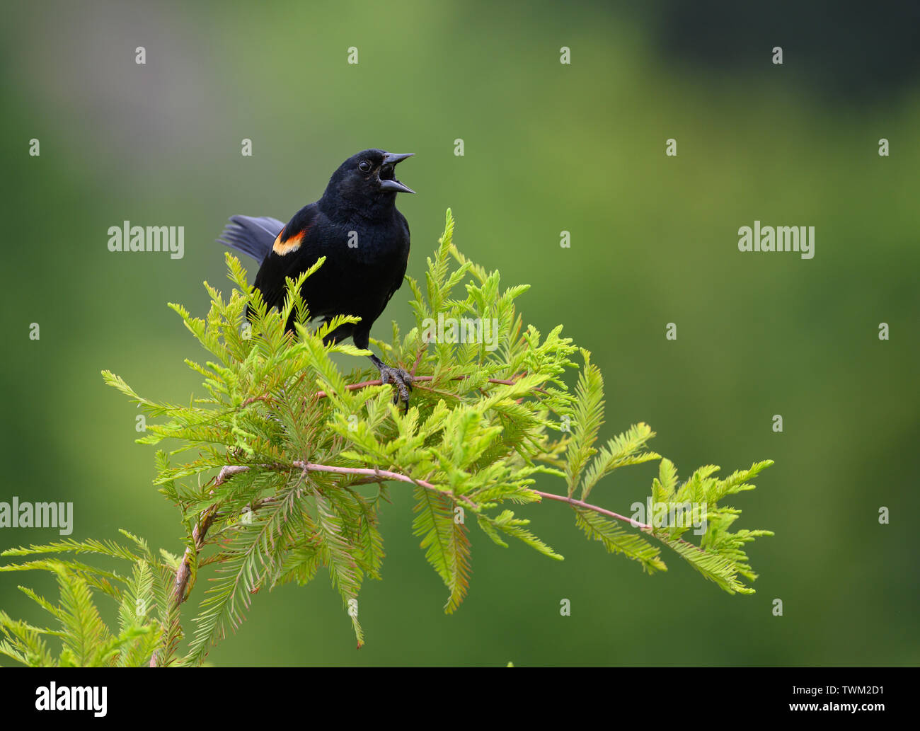 Ein männlicher Red-winged blackbird (Agelaius phoeniceus) Gesang auf einem Busch. Sheldon Lake State Park. Houston, Texas, USA. Stockfoto